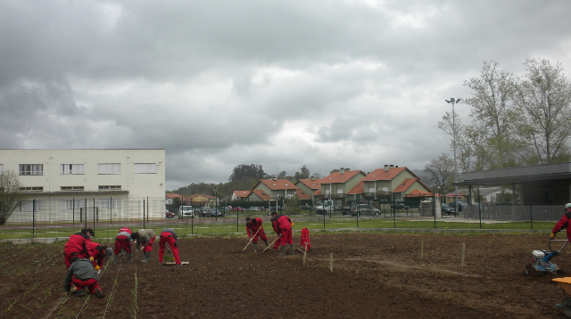 Plantacion de cebollas en Santa Maria
