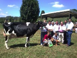 Perejil rimbombanzia saro