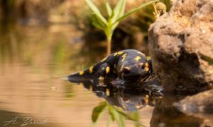 salamandra-adrian-bernal-700x419